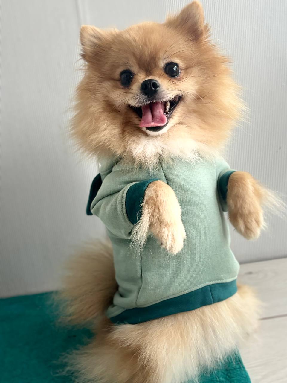 ПОШИВ ОДЕЖДЫ ДЛЯ СОБАК